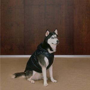 Aritzia Midnight Black Dog Vest